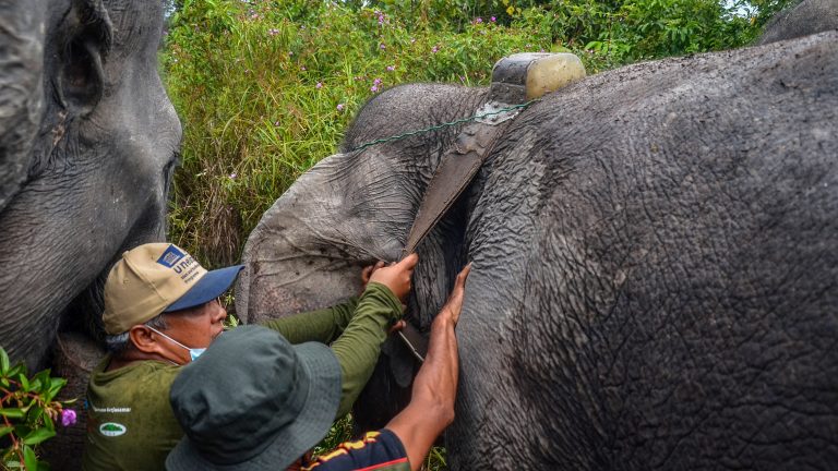 A team from the Center for Natural Resources Conservation inspecting the GPS collar attached to a wild Sumatran elephant in Kampar.